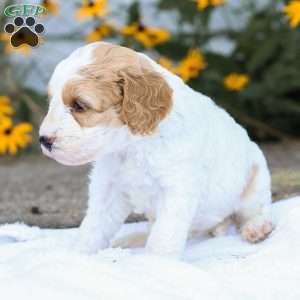 Cassie F1B, Cavapoo Puppy